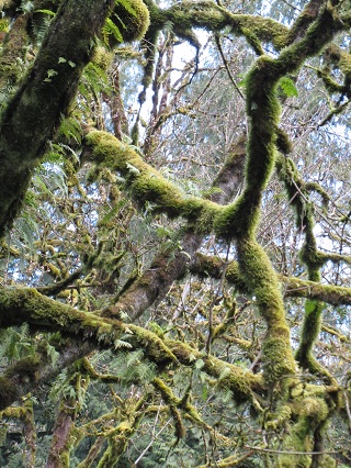 mossy trees