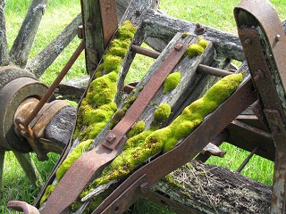 mossy wagon