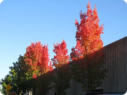 fiery trees