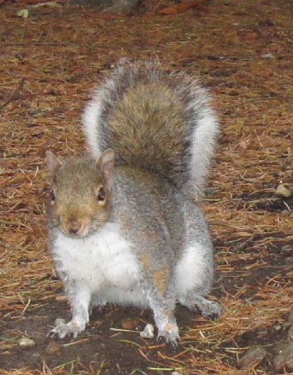 squirrel