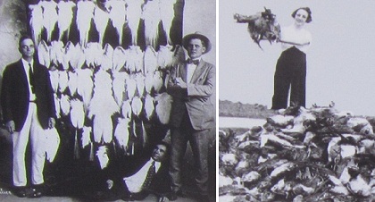 birds shot for their feathers