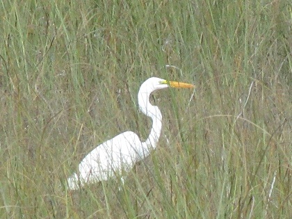 Egret