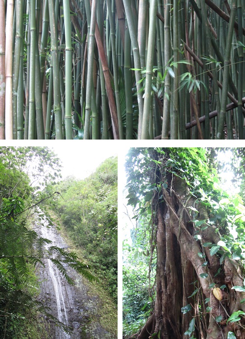 bamboo, trees, and the falls