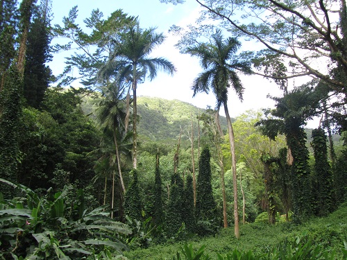 Manoa Falls Park