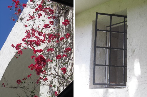 flowers and windows