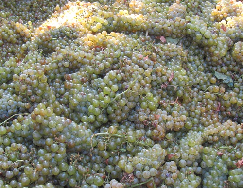 whites grapes